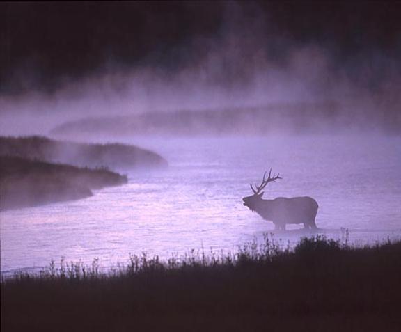 Elk in fog.jpg